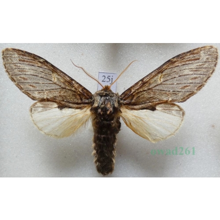 Peridea anceps (Goeze, 1781) male Garbatka zaczepka Czech25j